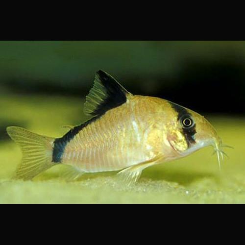Coridora Mascarada