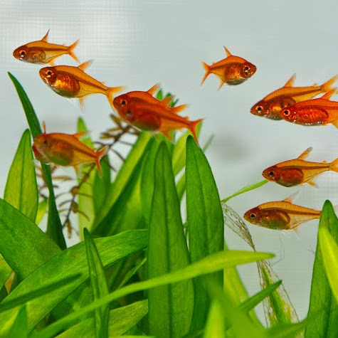Tetra Ambar