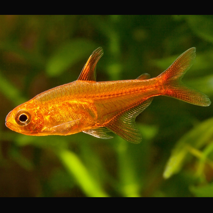 Tetra Ambar