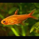 Tetra Ambar