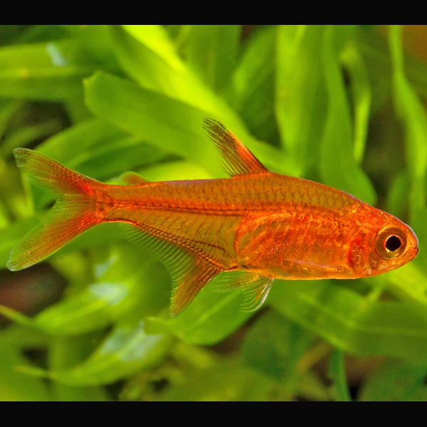 Tetra Ambar