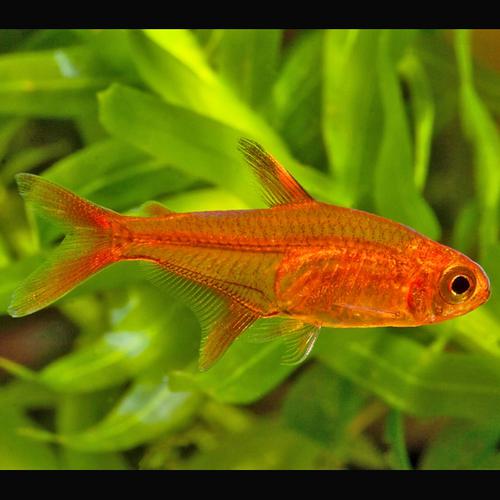 Tetra Ambar