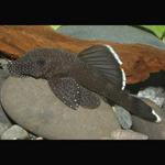Ancistrus Negro - L183