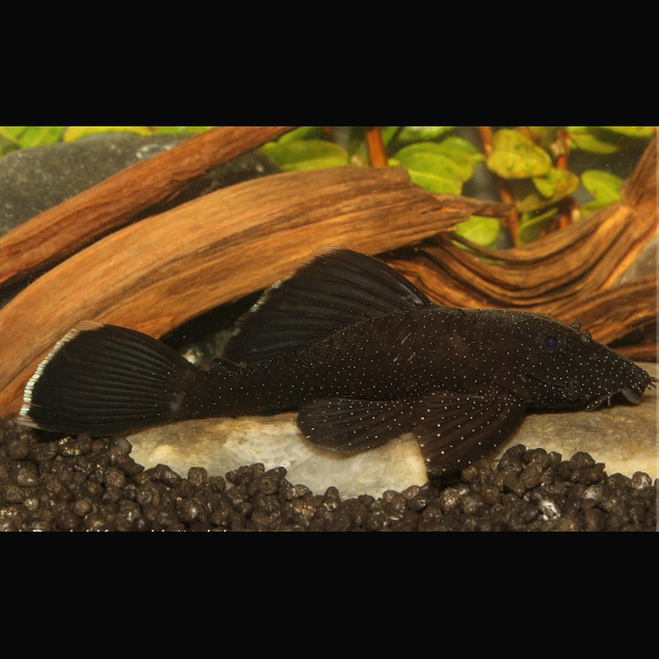 Ancistrus Negro - L183