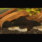 Ancistrus Negro - L183
