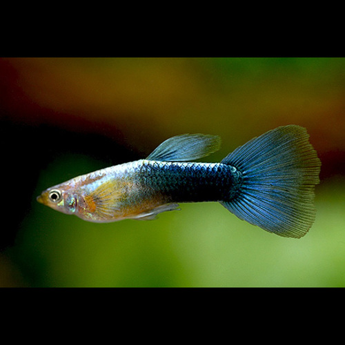 Guppy macho Azul Neon