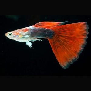 tuxedo-guppy-anekaikanhias.jpg