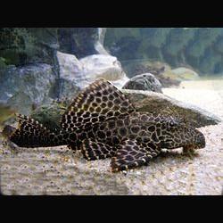 Pleco Mármore