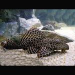 Pleco Mármore