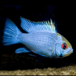 Ramirezi Electric Blue