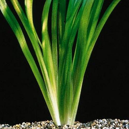 Vallisneria Gigante (pé)
