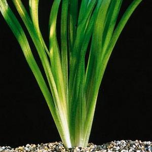 vallisneria-gigantea.jpg