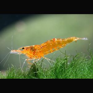 caridina_propinqua.jpg