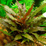 Cryptocoryne wendtii castanha (Vaso)
