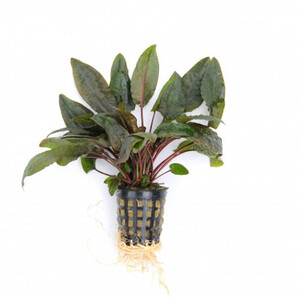 dennerle-cryptocoryne-wendtii-brown.jpg