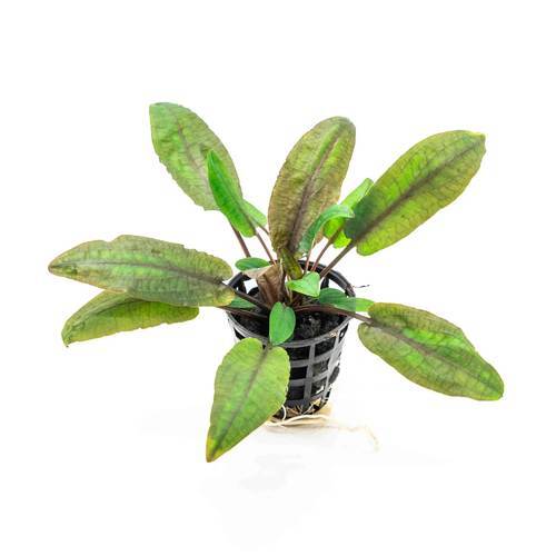 Cryptocoryne wendtii tropica