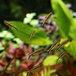 Tetra Pinguim