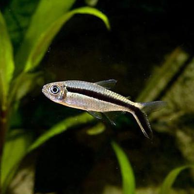 Tetra Pinguim