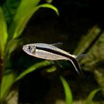 Tetra Pinguim