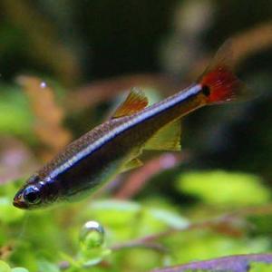 tanichthysalbonubes.jpg
