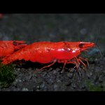 Camarão Fogo vermelho
