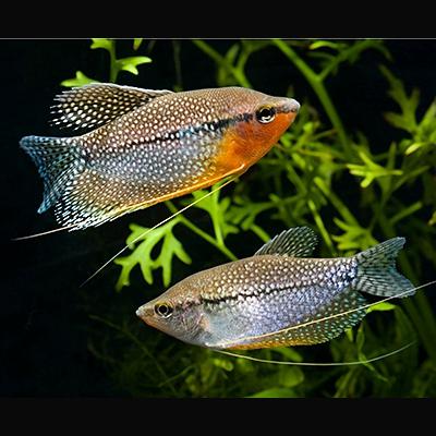 Gourami Pérola