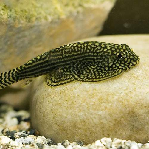 sewellia lineolata (mini raia)
