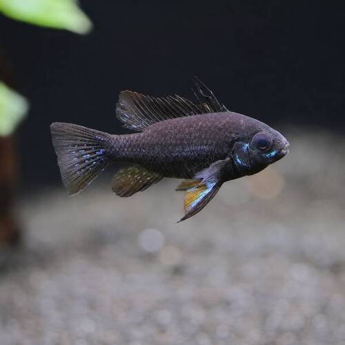 Ramirezi Full Black