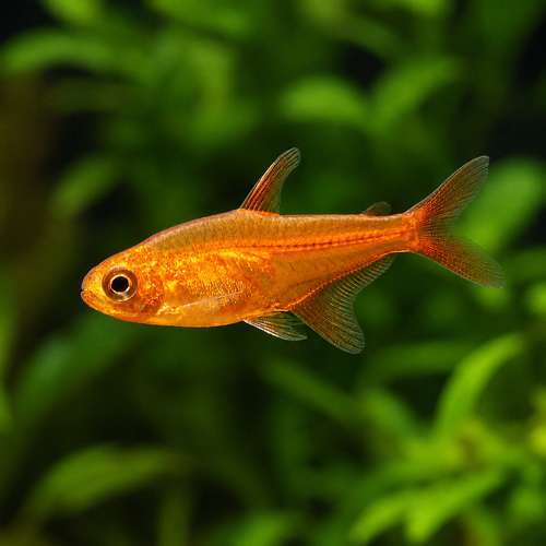 tetra foguinho ember (HYPHESSOBRYCON AMANDAE)