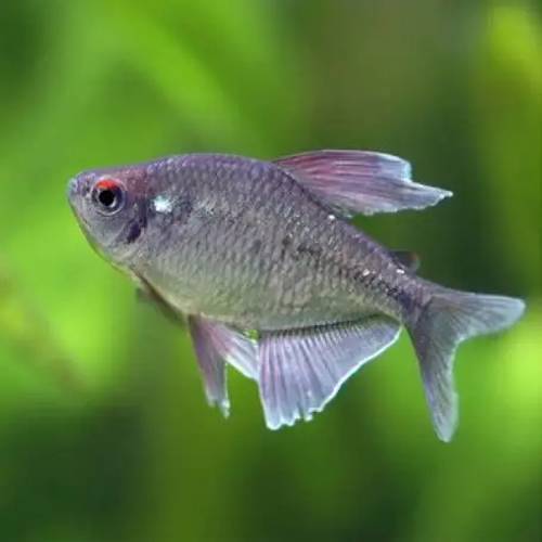 Tetra diamante - Moenkhausia pittieri