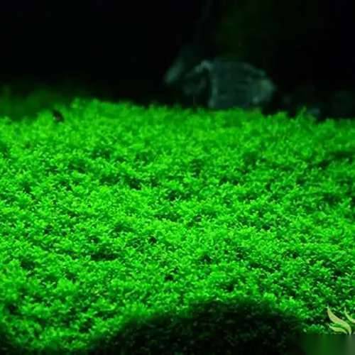 hemianthus callitrichoides (cuba)