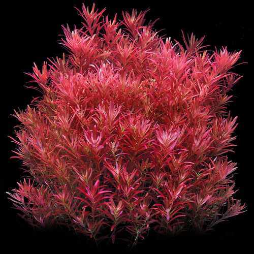 rotala bloodred