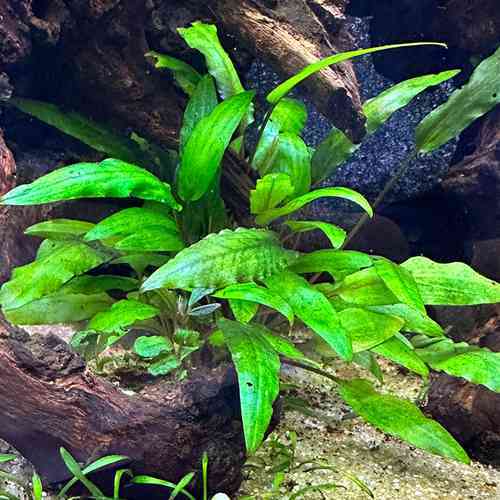 criptocurine species green