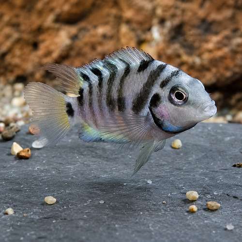 peixe papagaio anao