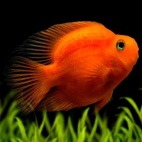 papagaio laranja