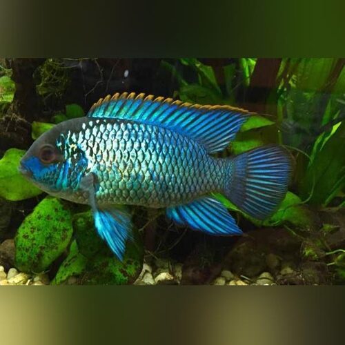 ANDINOACARA PULCHER ‘ELECTRIC BLUE’