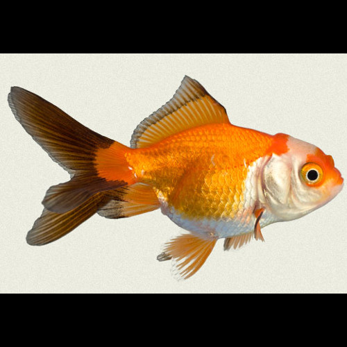 ORANDA SORTIDA 7/8 CM
