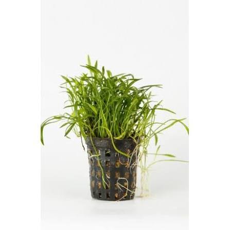 Lilaeopsis novae-zelandiae