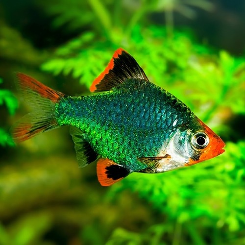 Barbo verde