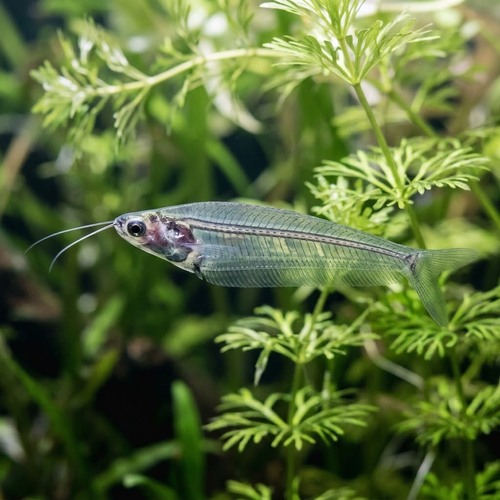 Peixe vidro - Kryptopterus bicirrhis