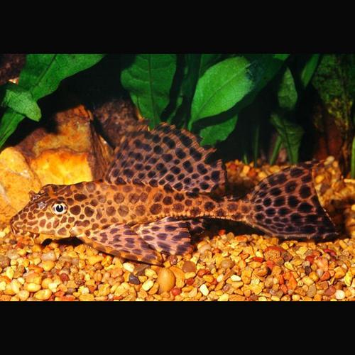 Pleco Leopardo