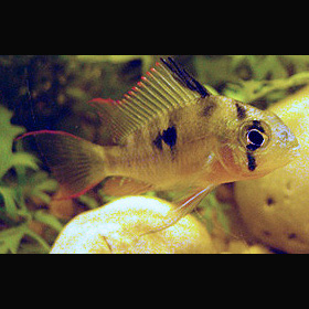Ramirezi Boliviano