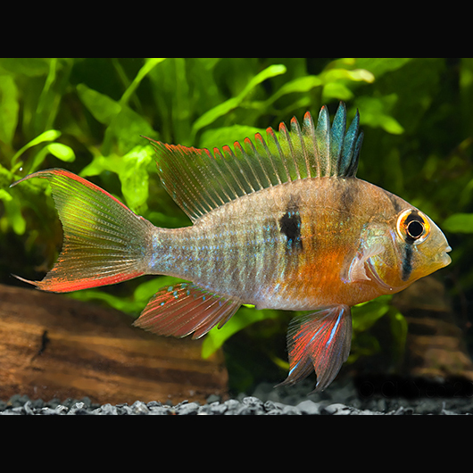 Ramirezi Boliviano