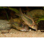 Coridora Bronze