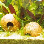 JBL Cocos Cava 1/2M