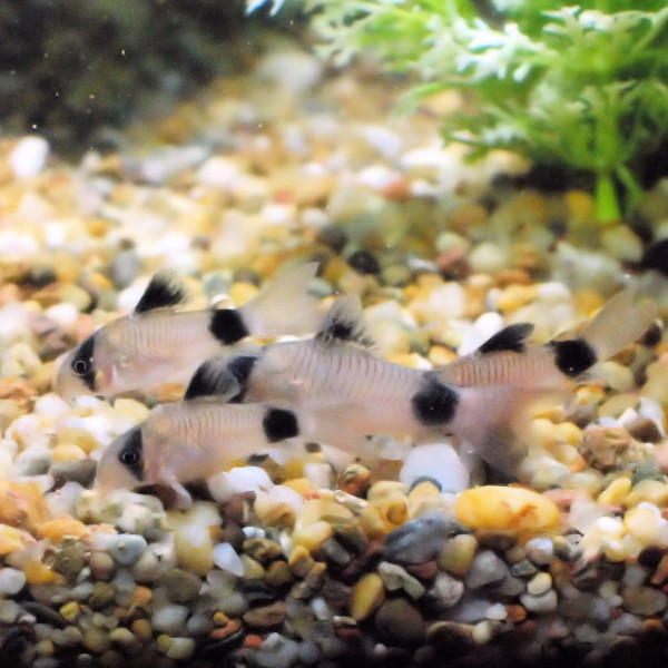 Coridora Panda