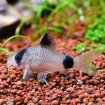 Coridora Panda