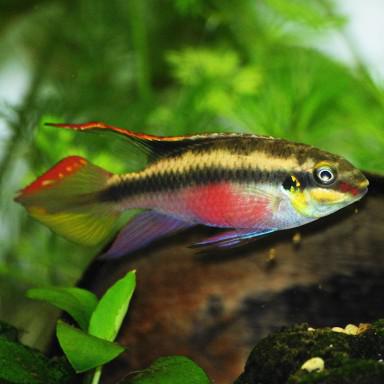 Kribensis