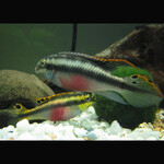 Kribensis