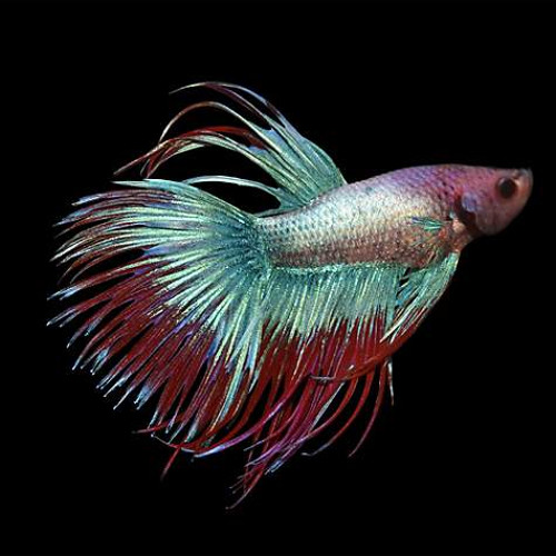 Betta macho cauda de coroa